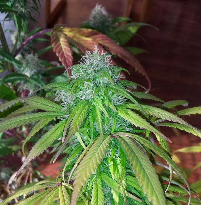 The current power grab in Washington state politics—in which the Liquor Control