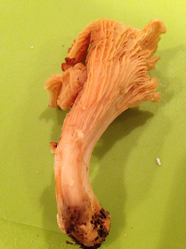 At 9 a.m. sharp, Shane Ryan pulls up to my place in