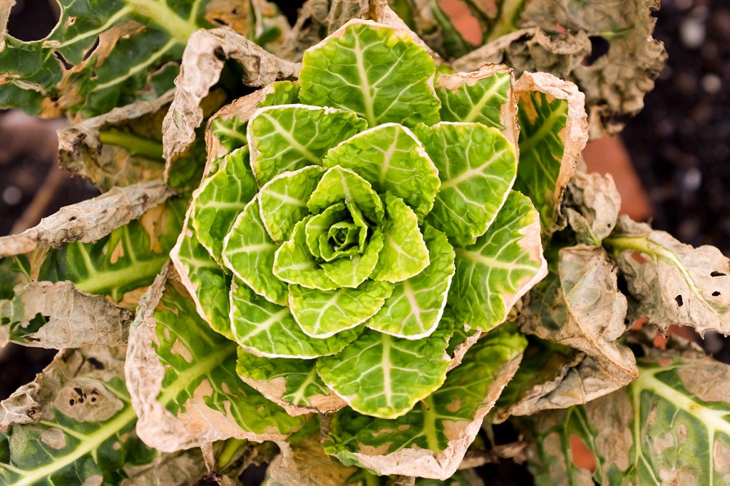 A wintered-over head of hearty Kale from the Beacon Food Forest.