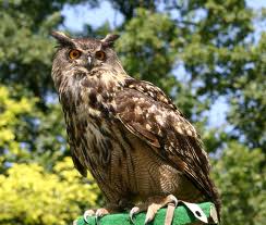 A Eurasian eagle owl, but not Forrest.