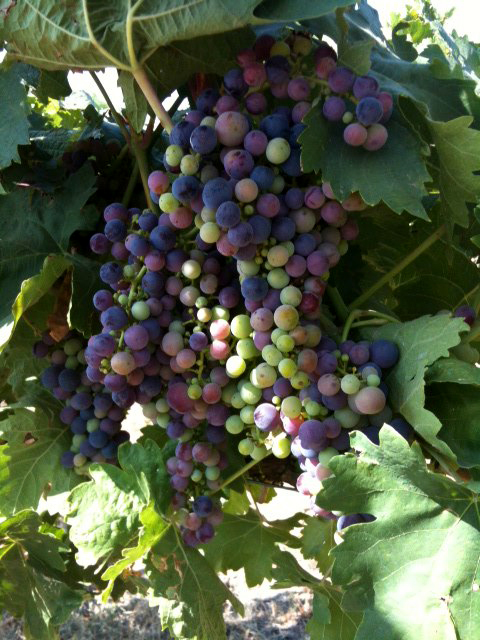 Above: Fall Line Winery grapes. Right, from top: Tim Sorenson of Fall Line; Ben Smith of Cadence; Chris Gorman of Gorman Winery.
