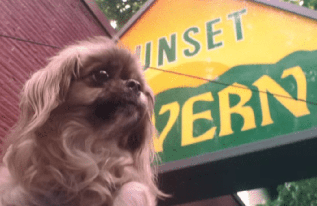 According to Bella, the dog in the video above, Ballard's Sunset Tavern