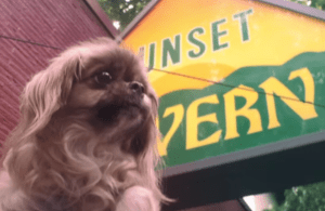 According to Bella, the dog in the video above, Ballard's Sunset Tavern