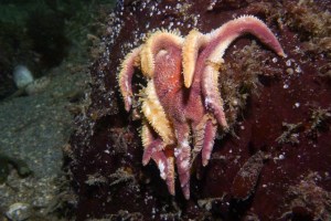 This morning sun star, stricken with the disease, is beginning to lose grip on its rock. Image by Jonathan Martin via Flickr.