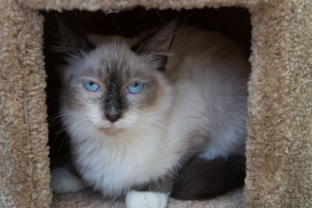 Ed Murray knows what sells - and what sells is cuteness, particularly