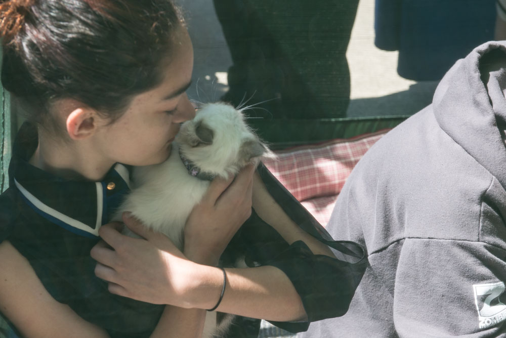 Ed Murray knows what sells - and what sells is cuteness, particularly