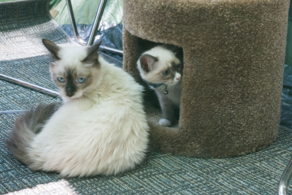 Ed Murray knows what sells - and what sells is cuteness, particularly