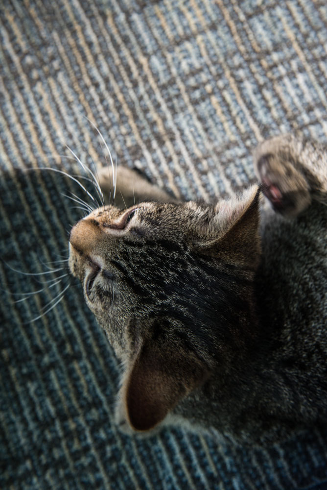 Ed Murray knows what sells - and what sells is cuteness, particularly