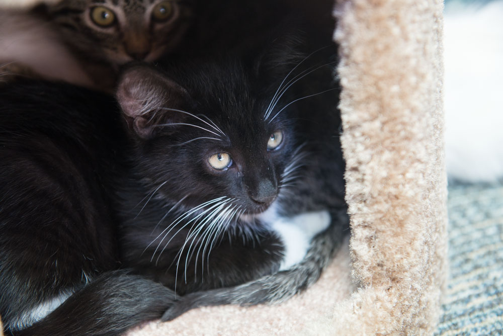 Ed Murray knows what sells - and what sells is cuteness, particularly