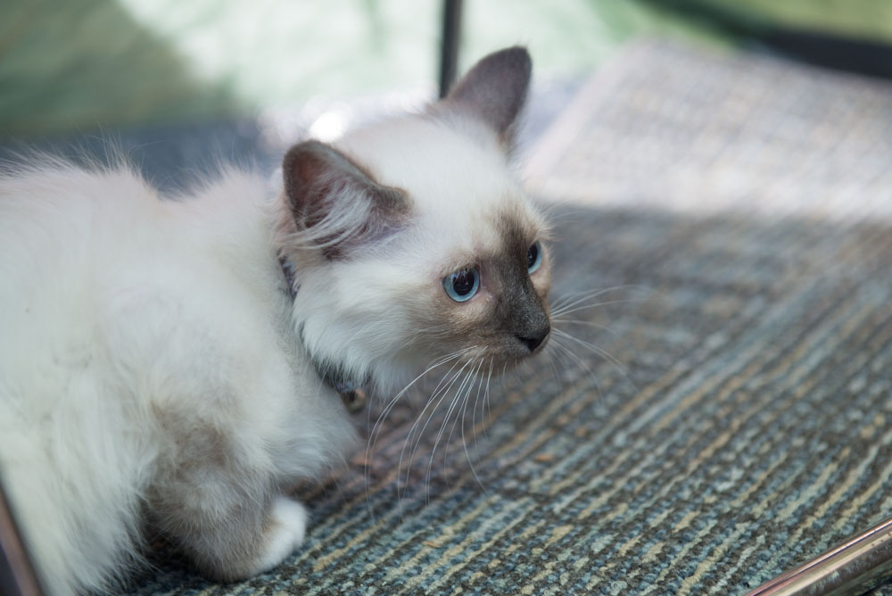 Ed Murray knows what sells - and what sells is cuteness, particularly