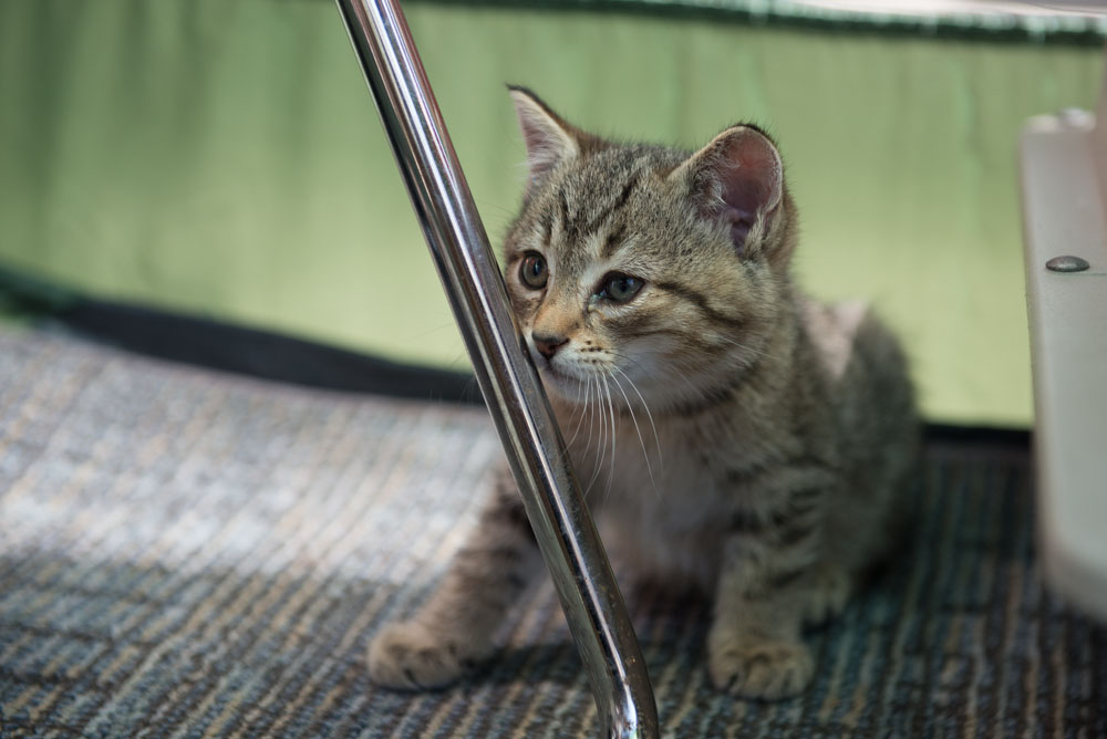 Ed Murray knows what sells - and what sells is cuteness, particularly