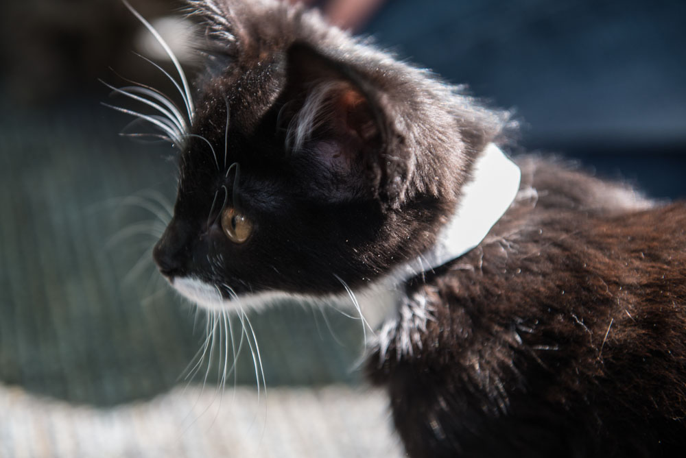 Ed Murray knows what sells - and what sells is cuteness, particularly