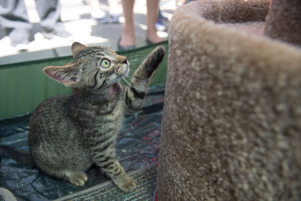 Ed Murray knows what sells - and what sells is cuteness, particularly