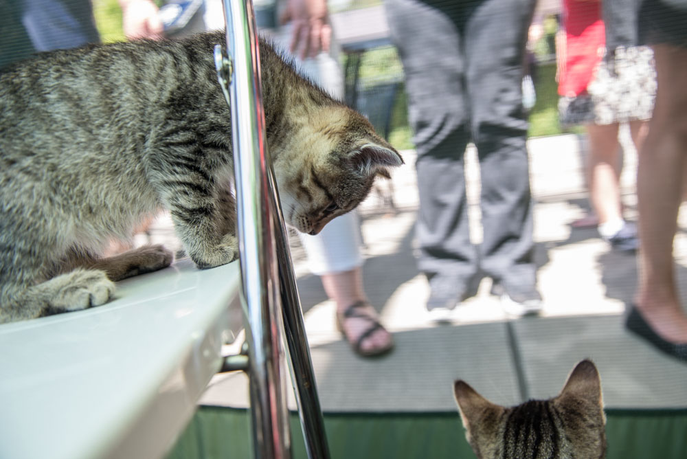 Ed Murray knows what sells - and what sells is cuteness, particularly