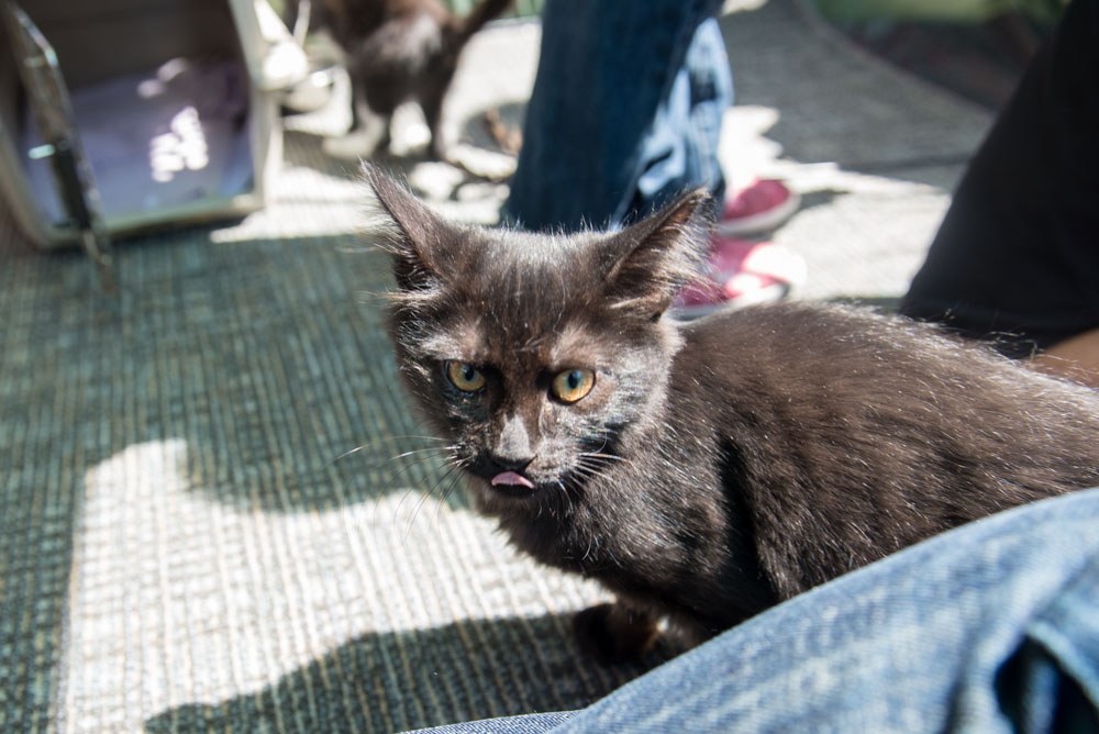 Ed Murray knows what sells - and what sells is cuteness, particularly