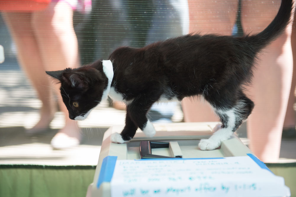 Ed Murray knows what sells - and what sells is cuteness, particularly