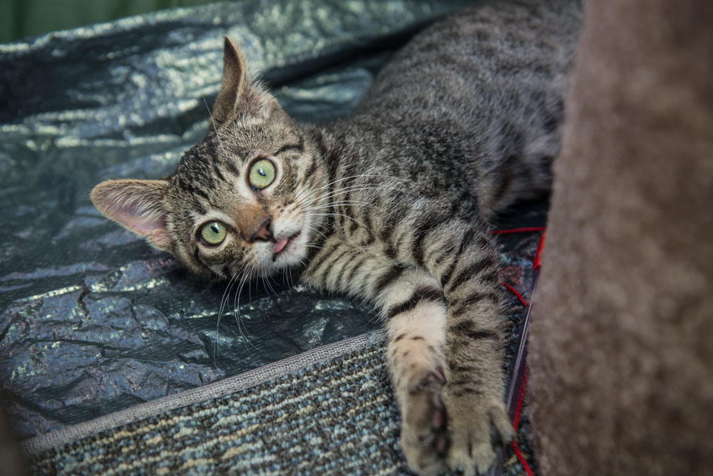 Ed Murray knows what sells - and what sells is cuteness, particularly