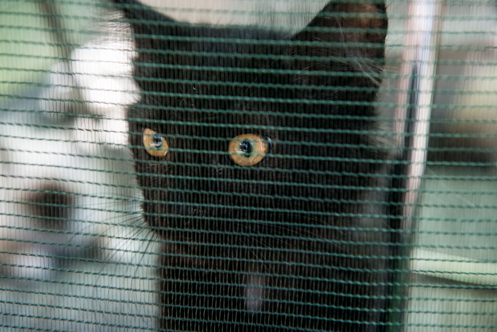 Ed Murray knows what sells - and what sells is cuteness, particularly