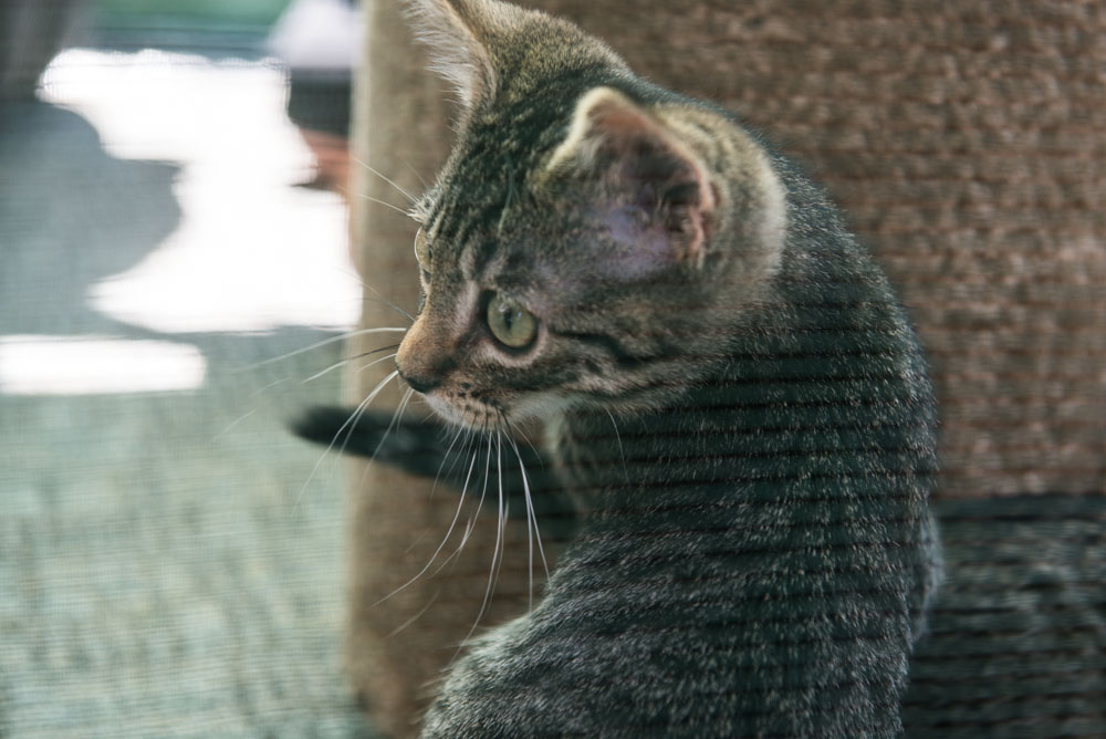 Ed Murray knows what sells - and what sells is cuteness, particularly