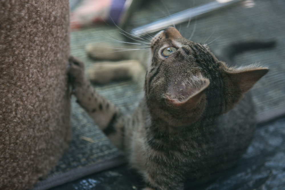 Ed Murray knows what sells - and what sells is cuteness, particularly