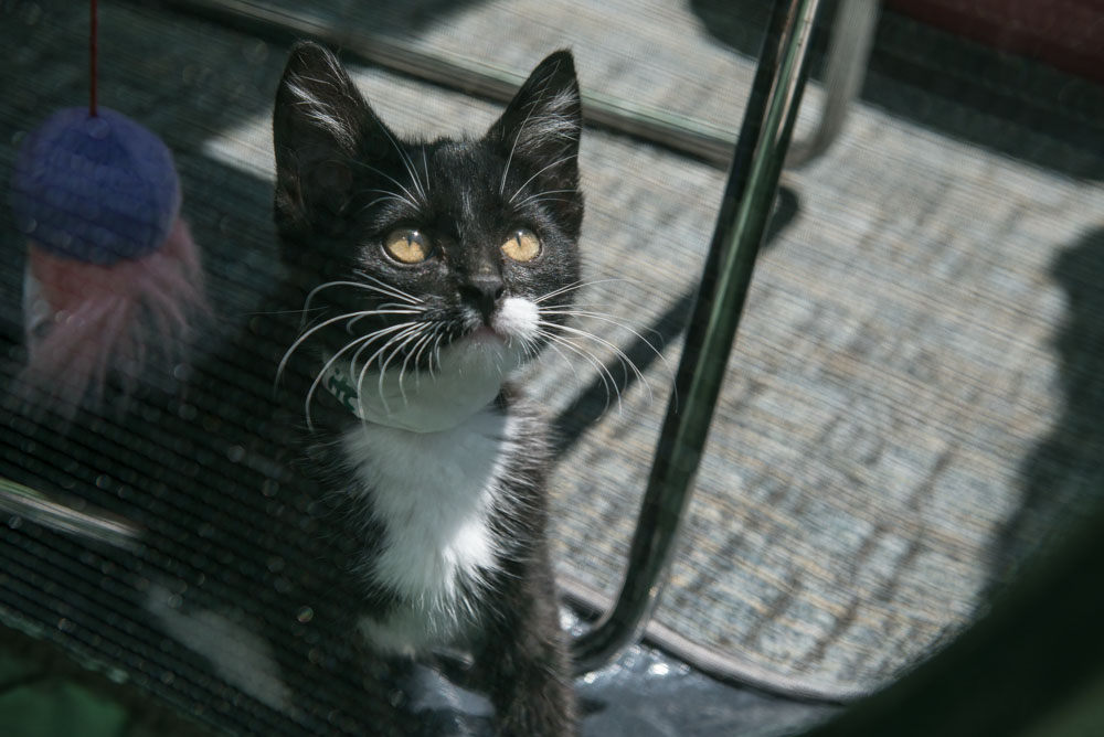 Ed Murray knows what sells - and what sells is cuteness, particularly