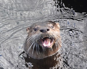 Photo from Yuri Levchenko via Flickr.