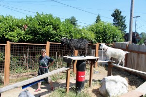 Goats on wooden planks (following treats) at City Art Farm, with Joan Engelmeyer.