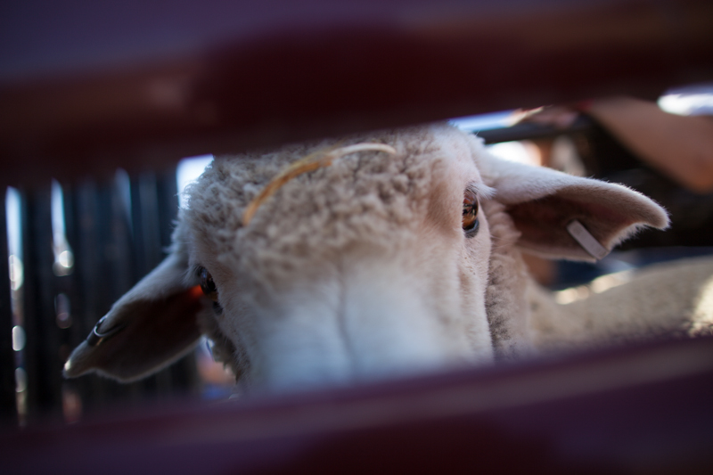 Loaded into the chute, the sleep awaits a rider.