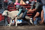 Gate open, a sheep bolts into the arena with rider attached.