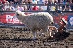 Ejected from the sheep, a child hits the dirt, ending his run.