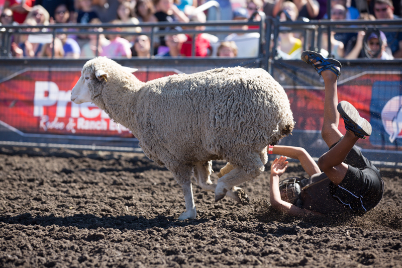 Ejected from the sheep, a child hits the dirt, ending his run.