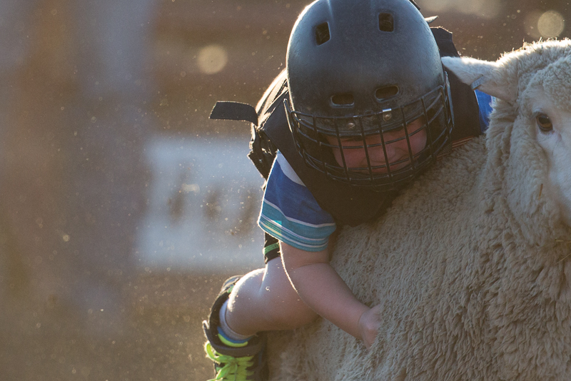 A child clings to his sheep as he rides.