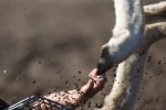 Little hands grab for fleece after falling off of a sheep.