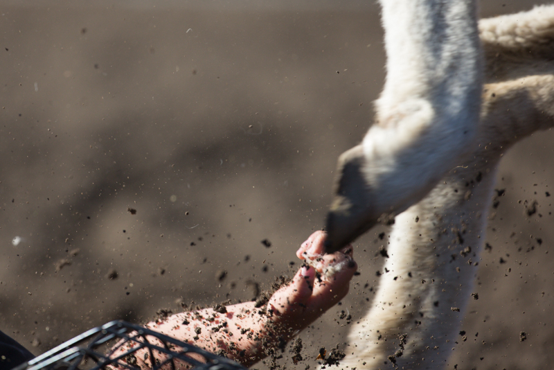 Little hands grab for fleece after falling off of a sheep.