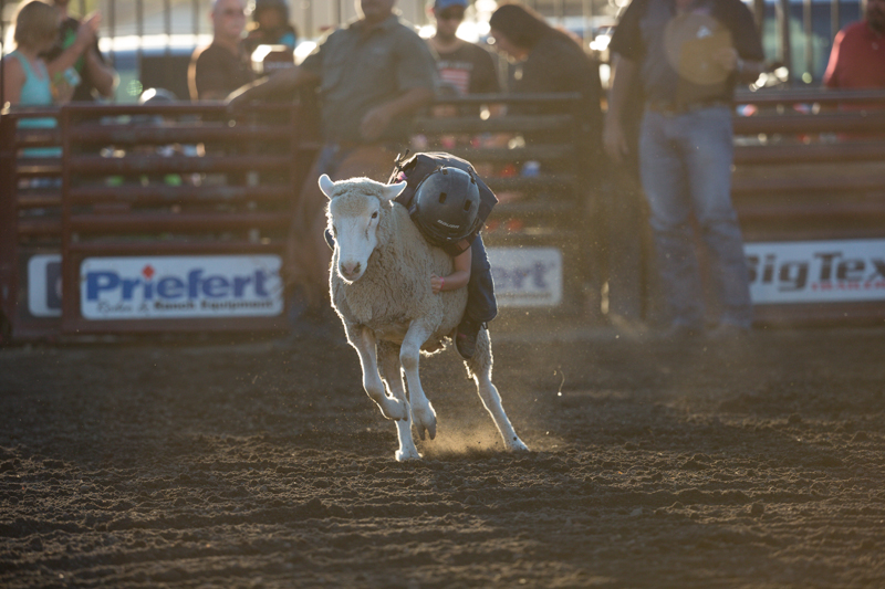 Hanging on for dear life, a child clutches his sheep as it races across the arena.