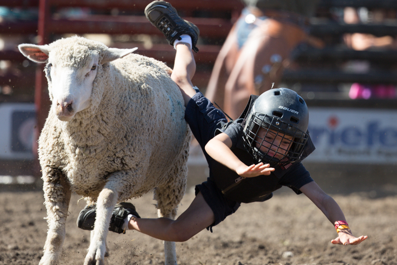A child dives off his sheep.