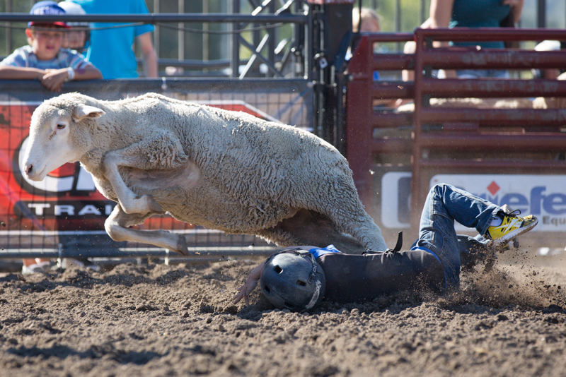 A sheep is quick to ditch its rider, leaving him behind in the dirt.