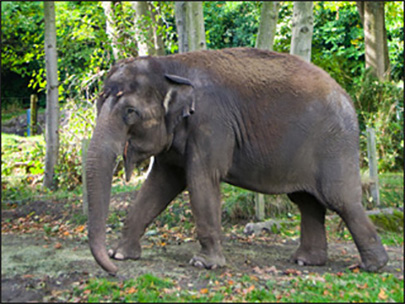 Bamboo and Chai will be lonely no more. The Woodland Park Zoo