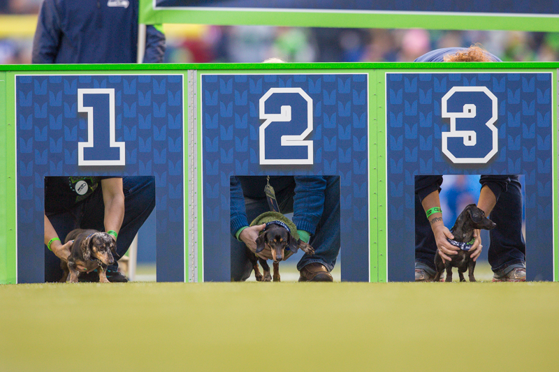 Wiener dogs are loaded into their starting gates for a set of races during halftime.