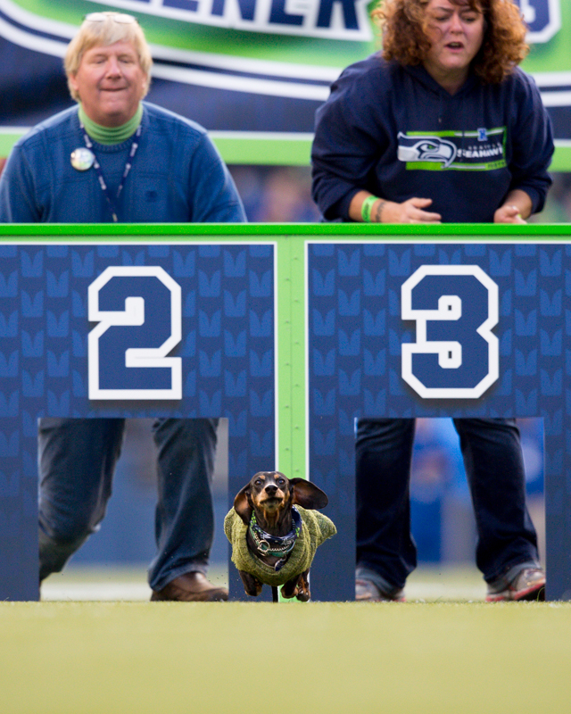A small dog runs full stride during a wiener-dog race at halftime.