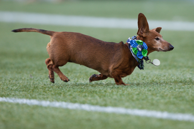 A wiener dog runs across the field during a race at halftime.