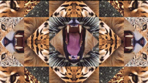 These tigers want you to feed them some #Cake.