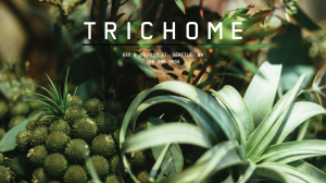 The integration of marijuana in Seattle has been rocky despite its legalization