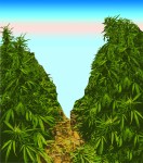 Something about following a black pick-up truck in the dead of winter