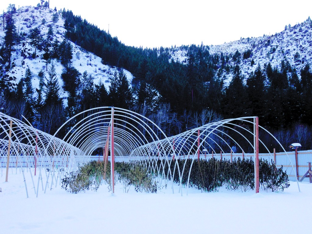 Antoine Creek Farms will yield one thousand pounds of weed this year.