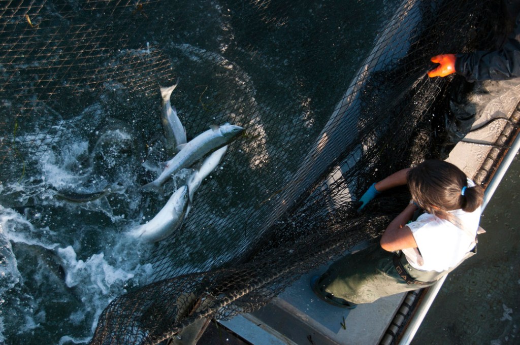 Top: reef nets hauling in the catch. Bottom left: reef nets off Lummi Island. Bottom right: Cook releasing a wild Rogue River chinook.