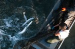 Top: reef nets hauling in the catch. Bottom left: reef nets off Lummi Island. Bottom right: Cook releasing a wild Rogue River chinook.