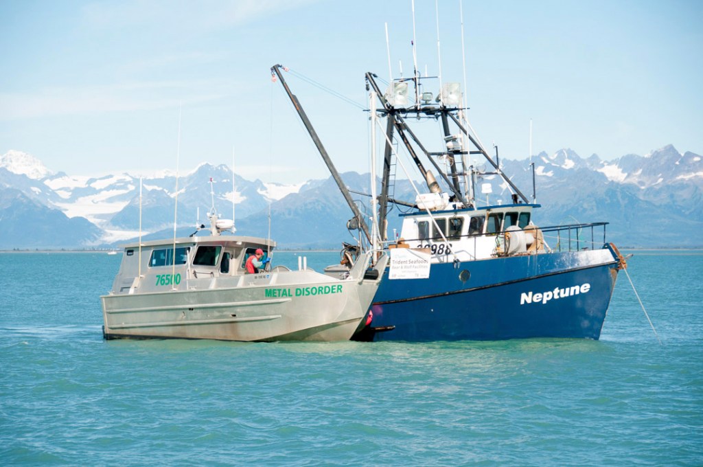 Top: reef nets hauling in the catch. Bottom left: reef nets off Lummi Island. Bottom right: Cook releasing a wild Rogue River chinook.
