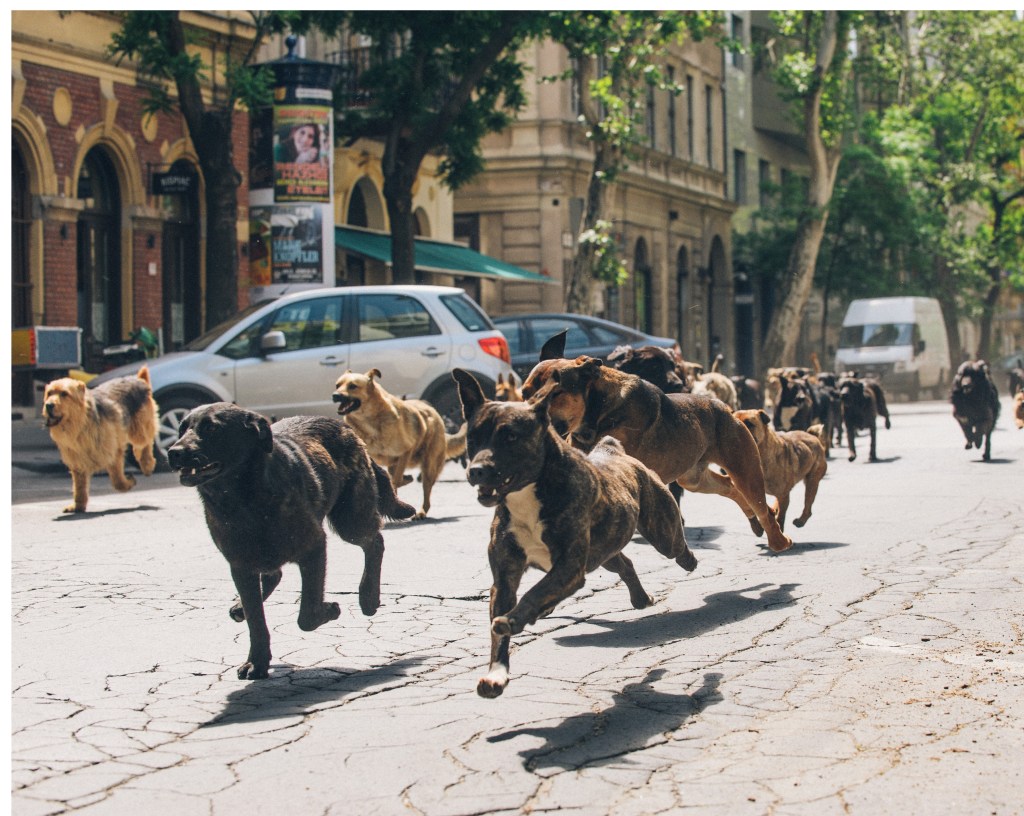 The many co-stars of White God.Sandor Fegyverneky/Magnolia Films