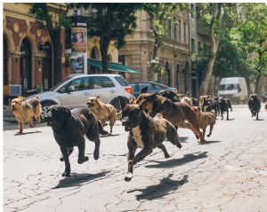 The many co-stars of White God.Sandor Fegyverneky/Magnolia Films